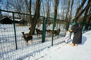 mère et enfant sur une ensoleillé glacial hiver journée dans le parc alimentation troupeau de chèvres dans le zoo. photo