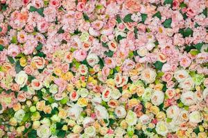 fond de roses de couleur douce photo