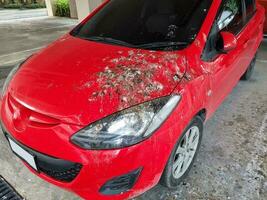 une oiseau crottes sur le voiture rouge photo