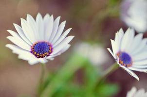 plante de jardin gazania en fleur blanche et bleue