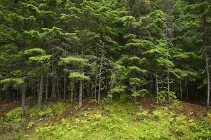 Montana forêt vue photo