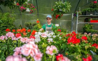 croissance serre fleurs photo