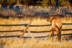 wapiti d'Amérique du Nord photo