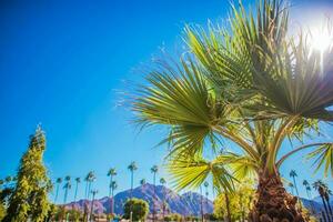 Coachella vallée végétation photo