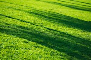 herbe champ et le Soleil lumière photo