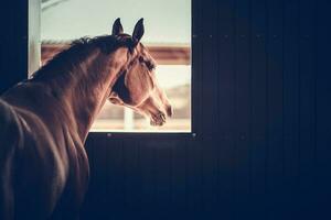 cheval dans une stable boîte photo