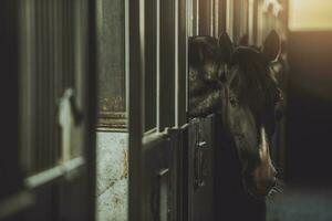 foncé cheval dans une stable boîte photo