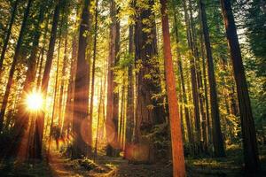 forêt Piste le coucher du soleil photo