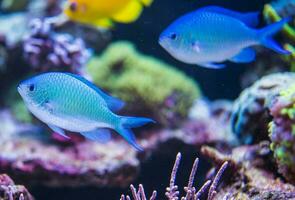 poissons dans l'aquarium photo