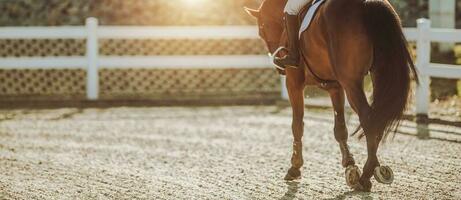 cheval équitation dans le coucher du soleil photo