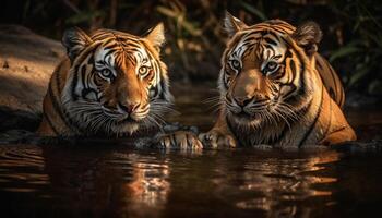 Bengale tigre regarder à caméra, fourrure et moustaches dans concentrer généré par ai photo