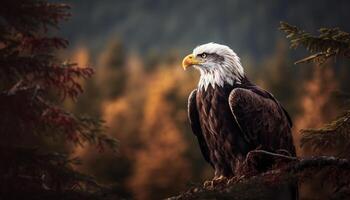 chauve Aigle se percher sur bifurquer, majestueux chasseur dans tranquille forêt généré par ai photo