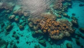 tropical littoral, sous-marin aventure, multi coloré mer vie, tranquille relaxation génératif ai photo