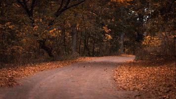 route forestière d'automne photo