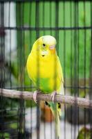 Jaune vert perruche oiseau dans une cage photo