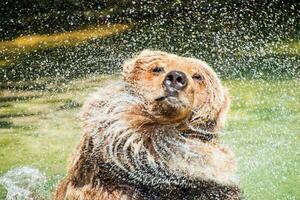 ours tremblement de l'eau photo