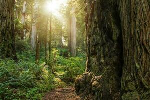 scénique été ensoleillé journée dans le séquoia forêt photo