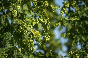 fleurs de le saut plante photo