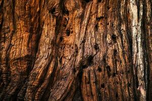 vieille écorce d'arbre photo