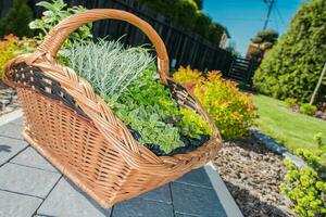 osier panier plein de les plantes photo