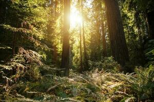 ensoleillé dense séquoia forêt dans nord Californie photo
