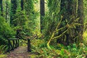 séquoia forêt Piste photo