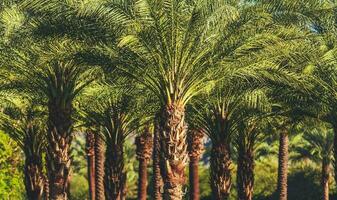 Coachella vallée paume des arbres photo