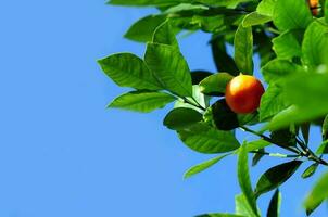 mandarine fruit fermer photo