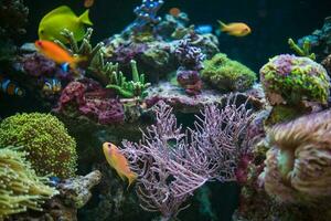 tropical des poissons loisir photo