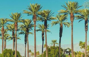 Date paumes de Coachella vallée Californie photo