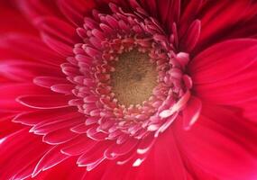 fleur de gerbera rouge photo