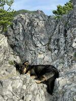 sans abri chien dort sur le pente de une rocheux Montagne photo