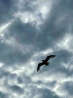 silhouette de une mouette sur le Contexte de le ciel dans le des nuages photo