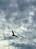 silhouette de une mouette sur le Contexte de le ciel dans le des nuages photo