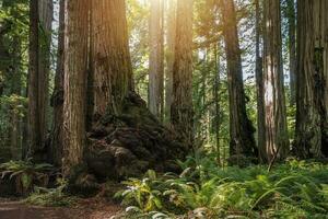 incroyable vieux croissance séquoia forêt photo
