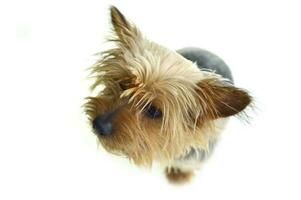 soyeux terrier chien photo