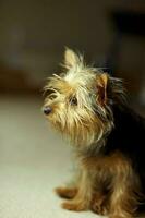 chiot soyeux terrier chien photo