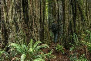 promeneur explorant séquoia forêt rester entre ancien des arbres photo