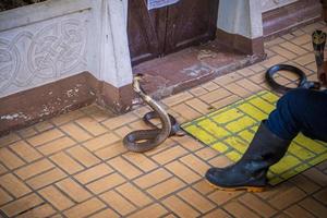 Démonstration de manipulation de serpents combats avec deux cobras, Bangkok, Thaïlande photo