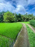 photo de une très magnifique riz champ paysage