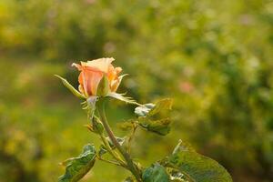 magnifique Orange des roses fleurs sur brouiller la nature arrière-plan, nature, usine, Valentin, modèle, bannière, décor, copie espace photo