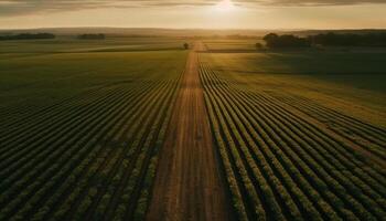 biologique blé croissance dans panoramique rural Prairie généré par ai photo