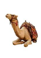 chameau avec blanc Contexte photo