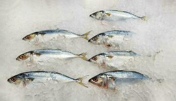 beaucoup Frais maquereau poisson sur la glace avec copie espace pour vente à Fruit de mer marché ou supermarché. groupe de animal gelé à préparer nourriture et cuisine photo