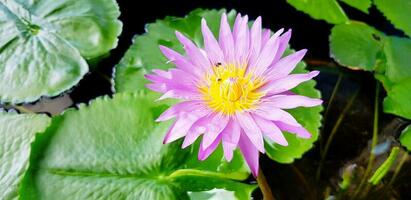 magnifique violet ou violet lotus épanouissement avec vert feuilles sur l'eau pour Contexte. beauté de nature, pétale, pollen et forme concept photo