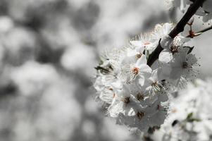 fleurs de prunier cerisier aux pétales blancs photo