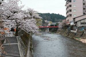 takayama, Japon - avril 5, 2023 nakabashi pont avec Sakura Cerise fleur dans avril photo
