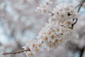 proche en haut de Japon Sakura pétale Cerise fleur branche photo