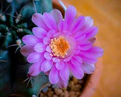 baldiane cactus scientifique Nom nain menton épanouissement Orange fleurs et flétri fleurs de longue épine cactus dans petit argile marmites. photo