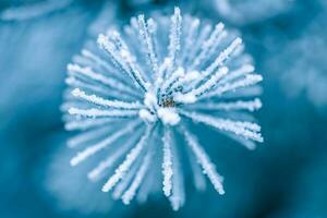 pin branches couvert avec givre. magnifique hiver la nature arrière-plan, du froid tons, congelé hiver fermer photo